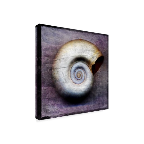 John W. Golden 'Moon Snail' Canvas Art,35x35